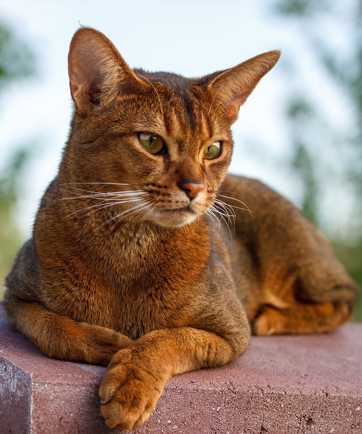 A content, well-cared-for cat